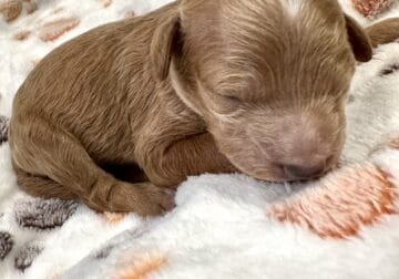Male Mini Goldendoodle – Jeremy