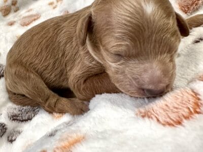 Male Mini Goldendoodle – Jeremy