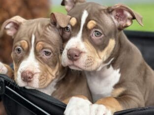 3 Free 5months old American bully puppies