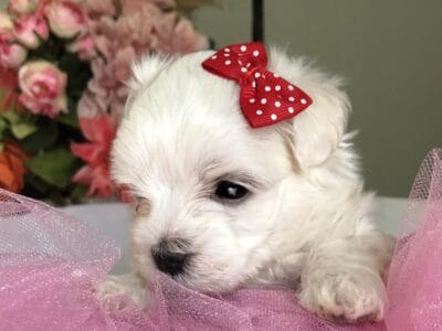 Meet Poppy, sweet tiny Maltese female!