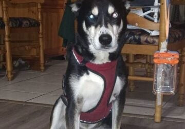 Kota, free husky mix