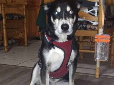 Kota, free husky mix