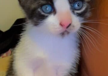 Beautiful kittens for adoption