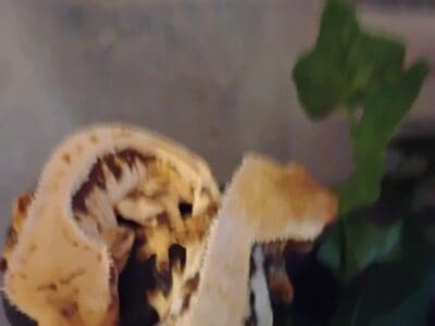 High white lily white Crested Gecko
