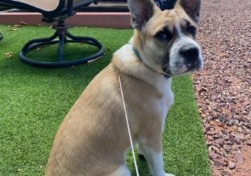 Free Shar Pei/ Cattle Dog Mix