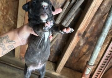 Pitbull puppy