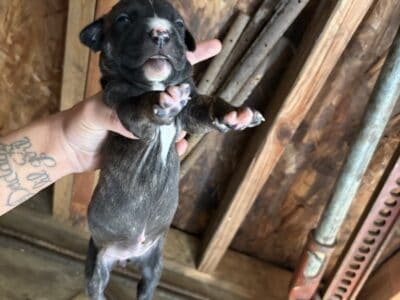 Pitbull puppy