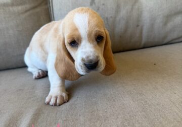 Basset Hound Puppies
