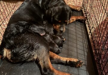 Rottweiler puppies for sale