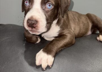 Pitbull male