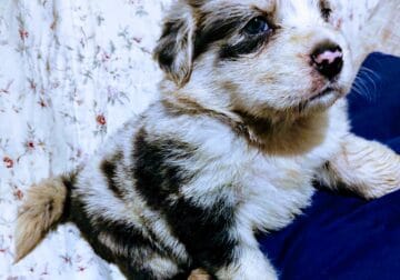 Stella aussie