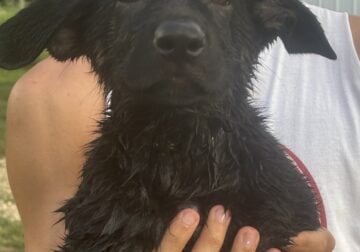 AKC German Shepherds