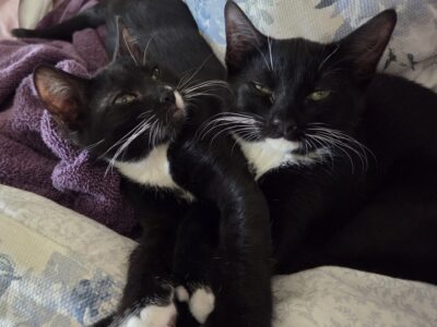 Rhea & Hercules need a loving ❤️ home