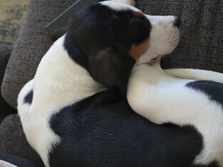 Sweet and smart puppy