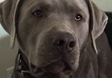 Silver Lab