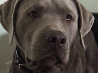 Silver Lab