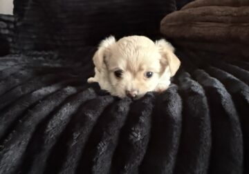 🐾 Meet Leah! 🐾