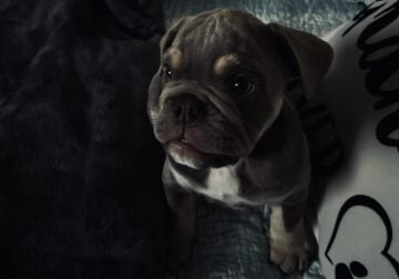 3 month English Bulldog Puppy