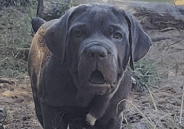 Mastiff puppies