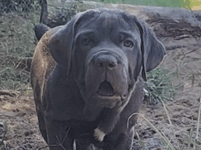 Mastiff puppies