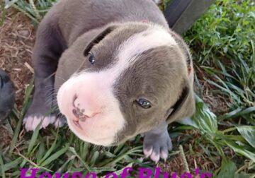 Blue Nose APBT Mauve Female