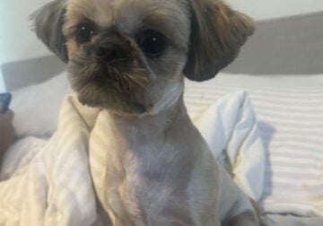 1 year old Shih Tzu