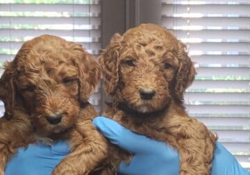 AKC STANDARD POODLE PUPPIES UTD