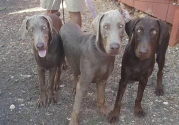 Doberman-Lab puppies