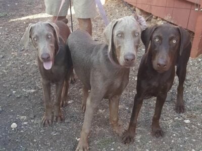 Doberman-Lab puppies