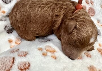Male Mini Goldendoodle – Matthew