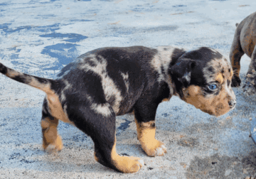 American bully pups