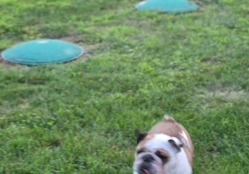 English Bulldog Looking for forever home!