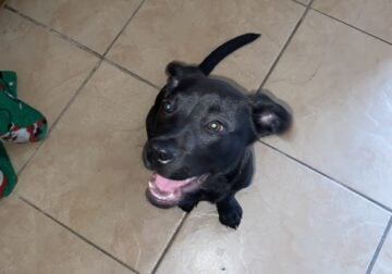 Labrador retriever