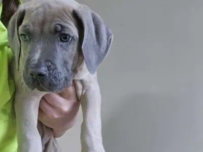 Cane Corso American Pitbull Mix Puppies