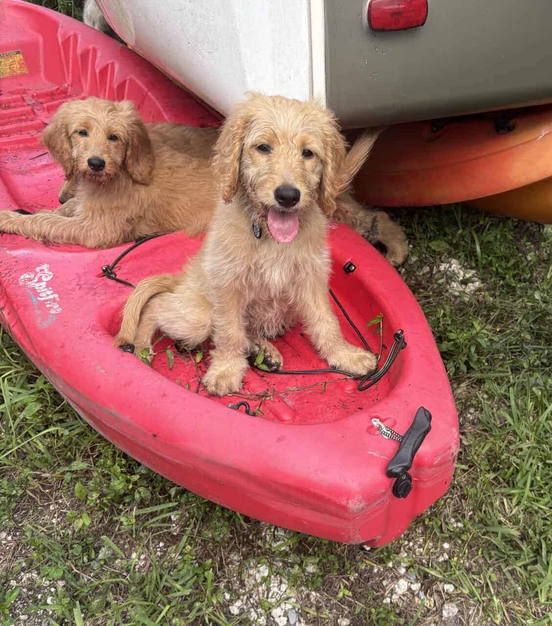 Goldendoodle Puppy - Golden Nugget image 12