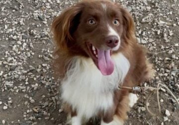 Mini Australian Shepherd