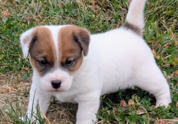 Jack Russell Terrier-CKC Reg. Male Puppy