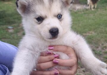 Huskies