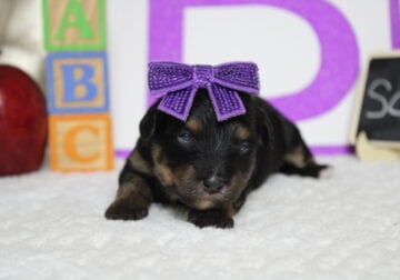 CKC Bernedoodle Alice