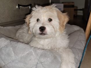 Lhasa Apso / Mini Poodle