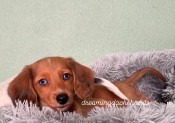Miniature dachshund puppies