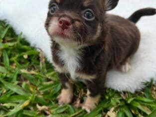 Puppies for rehoming