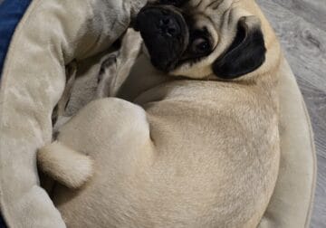 Male pug