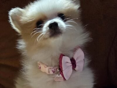 Pomeranian Puppies