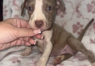 Pitbull puppies
