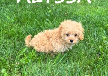 Alyssa Female Cockapoo Puppy