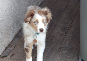 Female Red Merle Mini Australian Shepherd Puppy