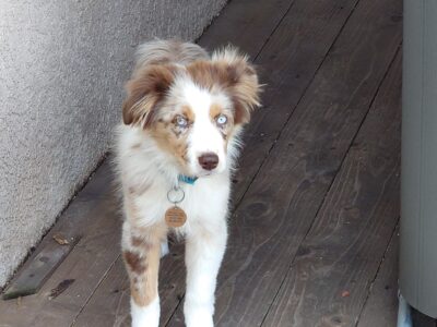Female Red Merle Mini Australian Shepherd   ...