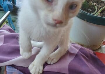 Flame point White Siamese 4mth old Male Kitten