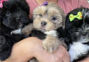 Shih Tzu puppies